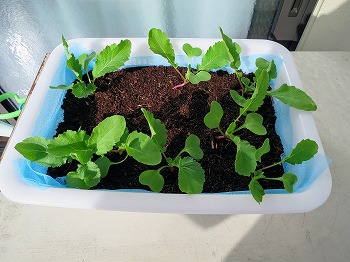 f:id:haruirosoleil:20180219204732j:plain