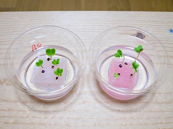 f:id:haruirosoleil:20180414204904j:plain f:id:haruirosoleil:20180414204904j:plain
