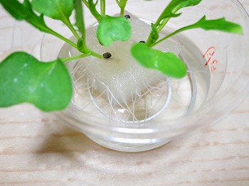 f:id:haruirosoleil:20180420203214j:plain f:id:haruirosoleil:20180420203214j:plain