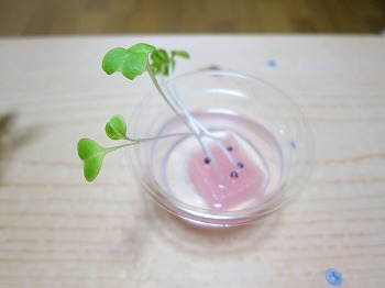 f:id:haruirosoleil:20180421201430j:plain f:id:haruirosoleil:20180421201430j:plain