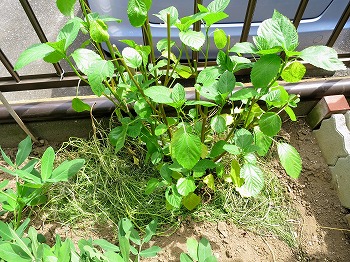 f:id:haruirosoleil:20180819204739j:plain f:id:haruirosoleil:20180819204739j:plain