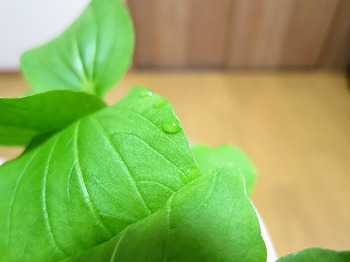 f:id:haruirosoleil:20190113204633j:plain