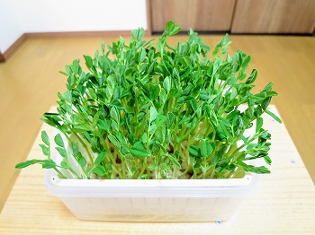 f:id:haruirosoleil:20190216162425j:plain f:id:haruirosoleil:20190216162425j:plain