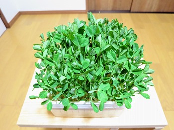f:id:haruirosoleil:20190216165237j:plain f:id:haruirosoleil:20190216165237j:plain