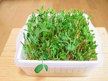 f:id:haruirosoleil:20190223171937j:plain f:id:haruirosoleil:20190223171937j:plain