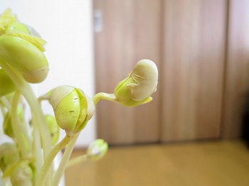 f:id:haruirosoleil:20190224172320j:plain f:id:haruirosoleil:20190224172320j:plain