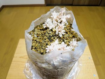 f:id:haruirosoleil:20190328213644j:plain