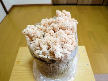 f:id:haruirosoleil:20190331171203j:plain