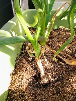 f:id:haruirosoleil:20190406101408j:plain f:id:haruirosoleil:20190406101408j:plain