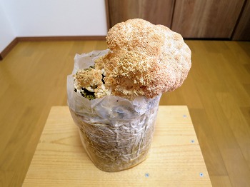 f:id:haruirosoleil:20190413122812j:plain
