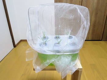 f:id:haruirosoleil:20190519081231j:plain f:id:haruirosoleil:20190519081231j:plain