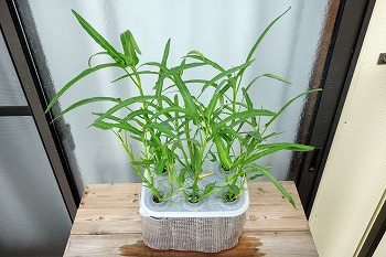 f:id:haruirosoleil:20190609165012j:plain f:id:haruirosoleil:20190609165012j:plain