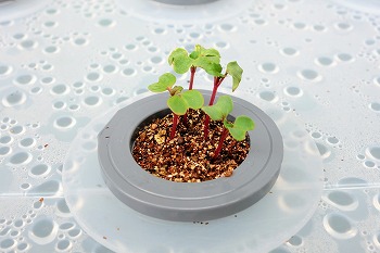 f:id:haruirosoleil:20190902205450j:plain f:id:haruirosoleil:20190902205450j:plain