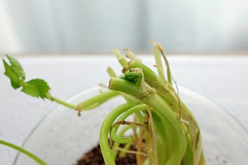 f:id:haruirosoleil:20200112204112j:plain