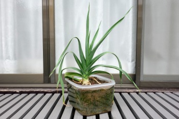 f:id:haruirosoleil:20200329111328j:plain f:id:haruirosoleil:20200329111328j:plain