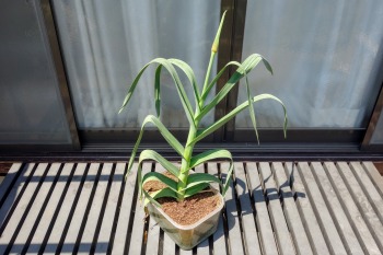 f:id:haruirosoleil:20200502204345j:plain f:id:haruirosoleil:20200502204345j:plain