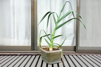 f:id:haruirosoleil:20200516121730j:plain f:id:haruirosoleil:20200516121730j:plain