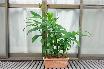 f:id:haruirosoleil:20200704184328j:plain f:id:haruirosoleil:20200704184328j:plain