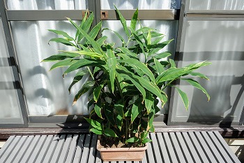 f:id:haruirosoleil:20200906162220j:plain f:id:haruirosoleil:20200906162220j:plain
