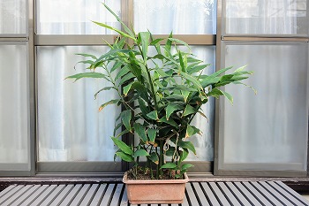 f:id:haruirosoleil:20200906162222j:plain f:id:haruirosoleil:20200906162222j:plain