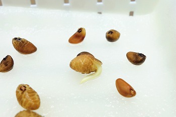 f:id:haruirosoleil:20201128170025j:plain