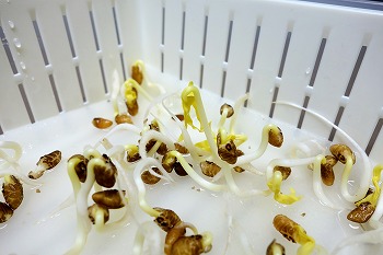 f:id:haruirosoleil:20201128171010j:plain