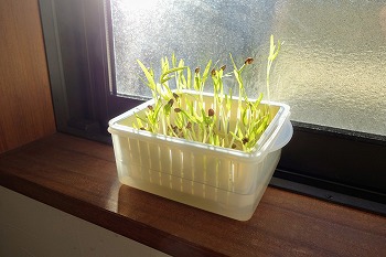 f:id:haruirosoleil:20201128171546j:plain