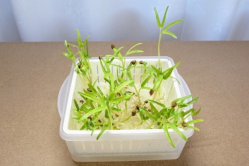 f:id:haruirosoleil:20201128172305j:plain