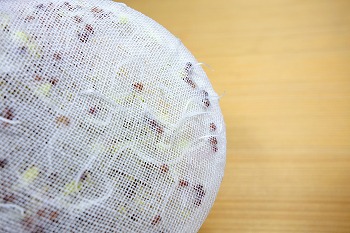 f:id:haruirosoleil:20201224051733j:plain