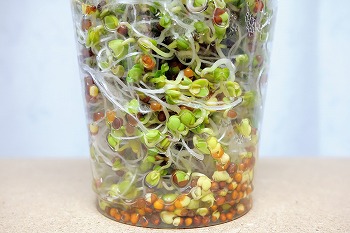 f:id:haruirosoleil:20201224211857j:plain