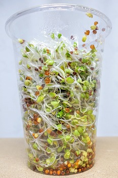 f:id:haruirosoleil:20201224212220j:plain