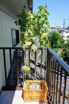 f:id:haruirosoleil:20210802211304j:plain